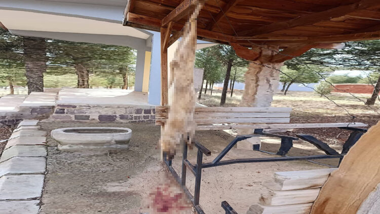 Vahşetin adresi Bolvadin: Köpek işkence yapılarak öldürüldü