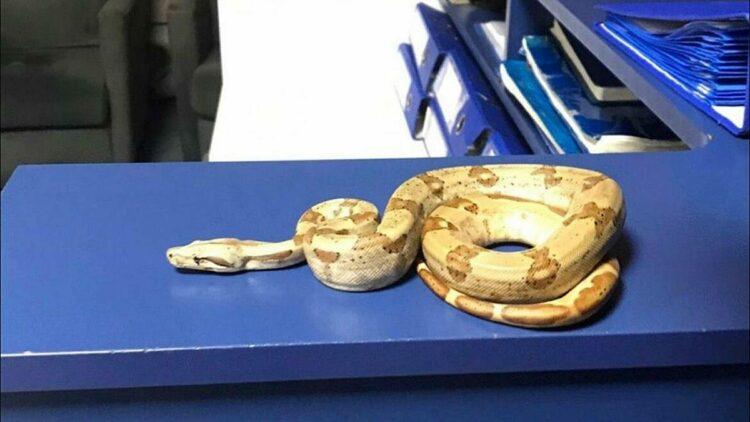 Kafede Mısır yılanı gezdi; 11 bin 977 TL ceza yedi