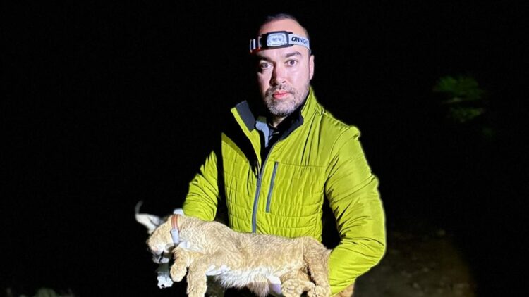 Karakulak türünü Akdeniz ekosistemi için gösterge tür olarak tescilledik