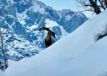 Karla kaplı Mundur Vadisi'nde yiyecek arayan yaban keçileri dron kamerasında