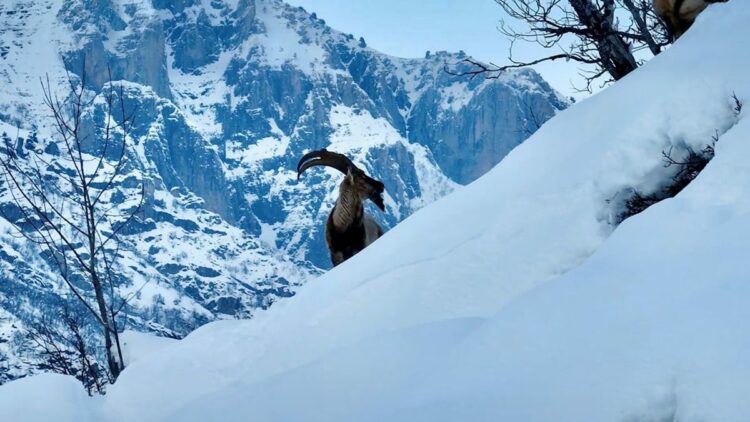 Karla kaplı Mundur Vadisi'nde yiyecek arayan yaban keçileri dron kamerasında