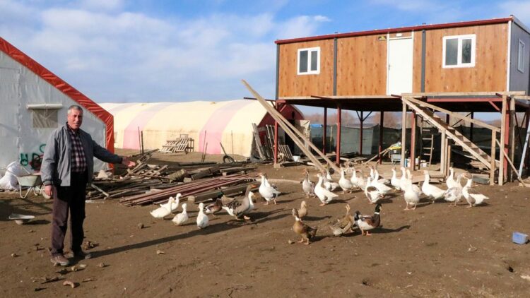 Köylerinde 3 asırdır kaz yetiştiriyorlar