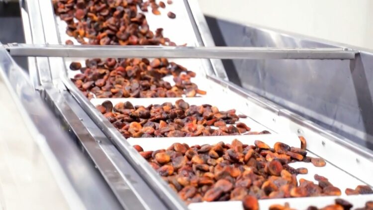 Kuru kayısı ihracatından 303 milyon 584 bin dolar gelir