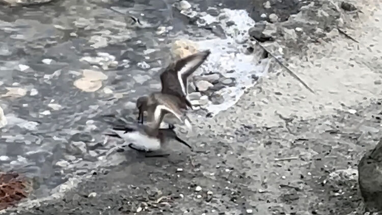 Milleyha'da kara karınlı kum kuşlarının yiyecek mücadelesi