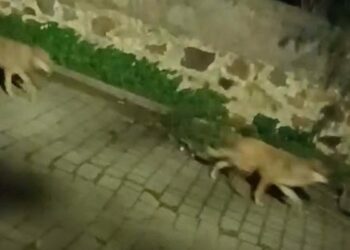 Muğla'da yerleşim alanlarına yaklaşan kurtlar, tedirginlik yarattı