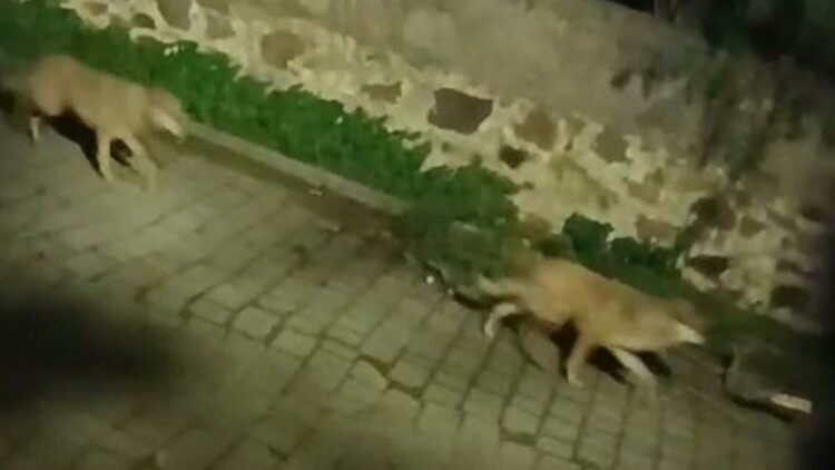 Muğla'da yerleşim alanlarına yaklaşan kurtlar, tedirginlik yarattı