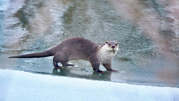 Muş ve Ağrı'da su samurları görüntülendi