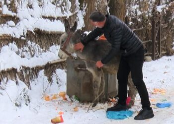 Muşlu yerel sanatçı, kışın ölüme terk edilen at ve eşeklere sahip çıkıyor