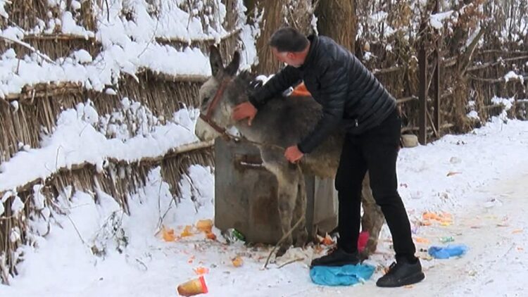 Muşlu yerel sanatçı, kışın ölüme terk edilen at ve eşeklere sahip çıkıyor