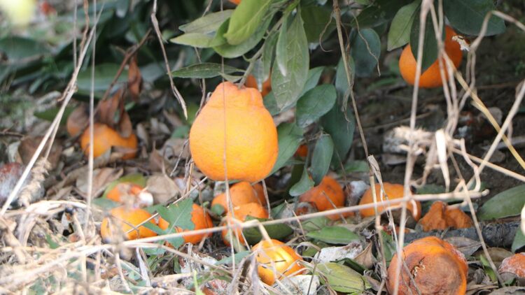 Narenciye üretiminin yüzde 40’ını karşılayan Adana’da ürünü don vurdu