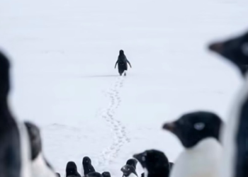O penguenin sessiz yürüyüşü, modern insanın kendine dönük bir aynası mıdır?