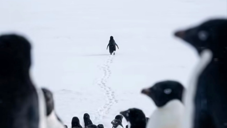 O penguenin sessiz yürüyüşü, modern insanın kendine dönük bir aynası mıdır?