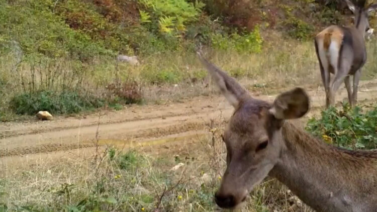 Çalılıklarda otlayan dişi kızılgeyikler fotokapana yansıdı