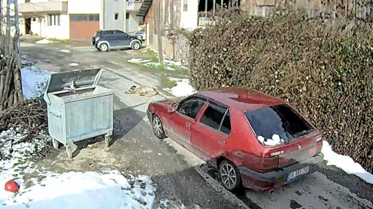 Otomobilin ezdiği köpeğin vücudunda yüzlerce saçma izine rastlandı