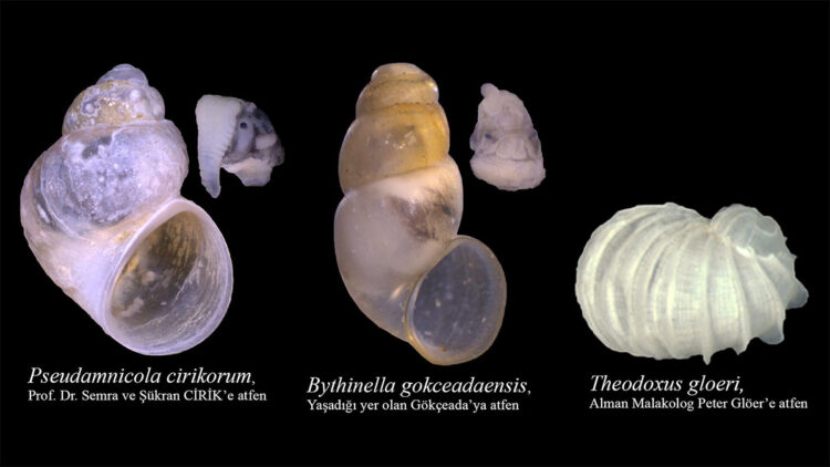 13 yılda 29 endemik tür literatüre kazandırıldı