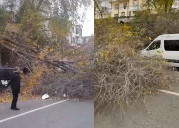 Samsun'da fırtına; ağaçlar devrildi