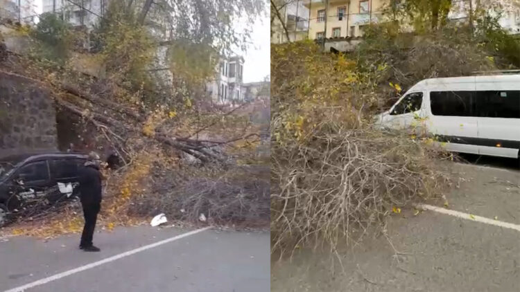 Samsun'da fırtına; ağaçlar devrildi