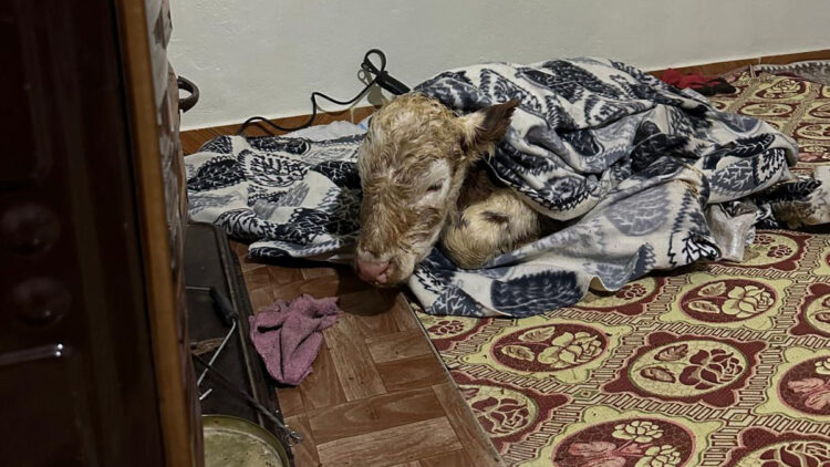 Soğuktan etkilenen buzağıya evinde büyütüyor