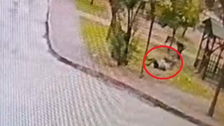 Sahipsiz 2 kurt köpeği, tasmayla gezdirilen evcil köpek ile sahibine saldırdı