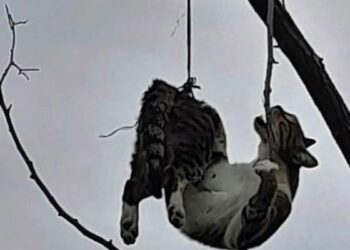 Samsun'da ağaca asılı bulunan kedi kurtarıldı