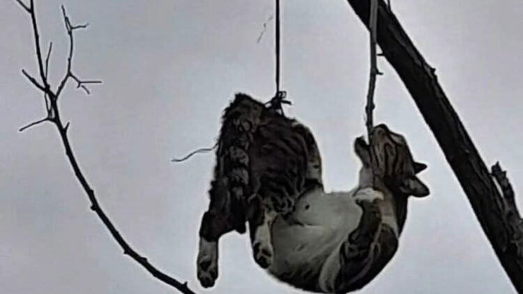 Samsun'da ağaca asılı bulunan kedi kurtarıldı