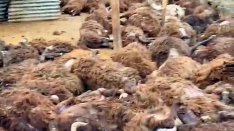 Sisli havada köye inen kurt, ağıldaki 200 koyunu öldürdü