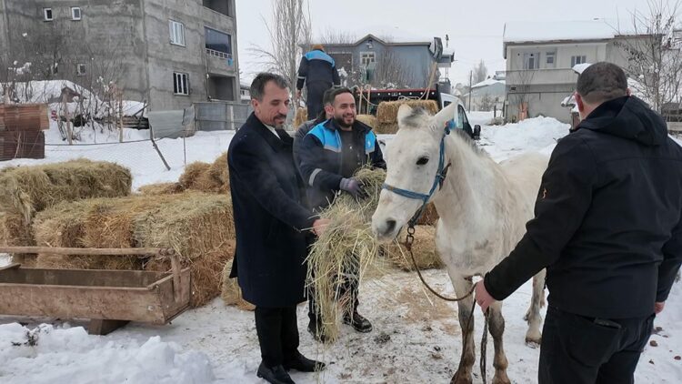 Sokağa terkedilen hayvanlara sahip çıkan besiciye yem desteği
