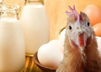 Tavuk eti, yumurta ve içme sütü üretim miktarları azaldı