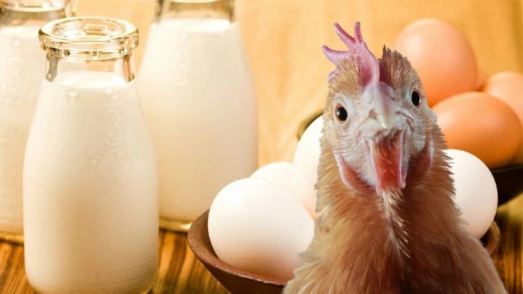 Tavuk eti, yumurta ve içme sütü üretim miktarları azaldı