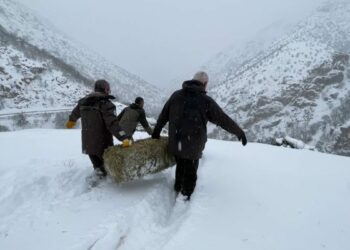 Tunceli'de yaban hayvanları için doğaya yem bırakıldı