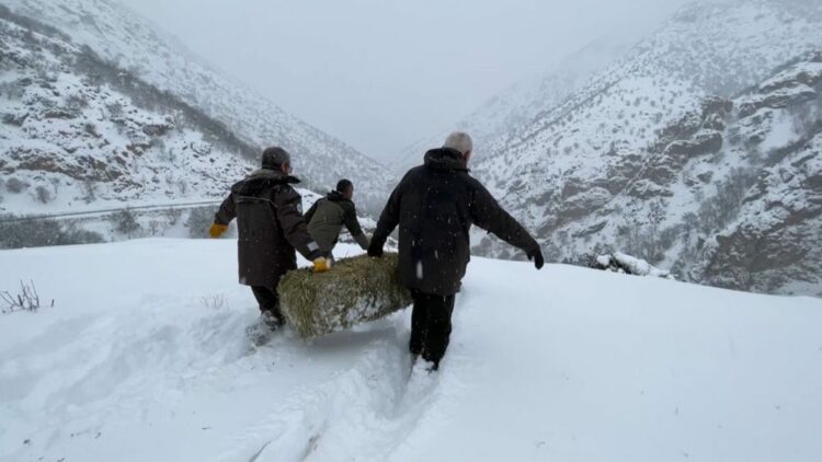 Tunceli'de yaban hayvanları için doğaya yem bırakıldı