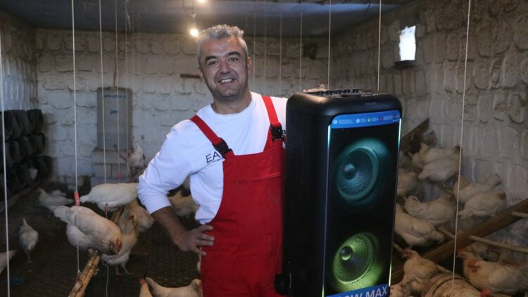 Türk sanat müziği dinlettiği tavuklardan yüzde 6 verim artışı sağladı