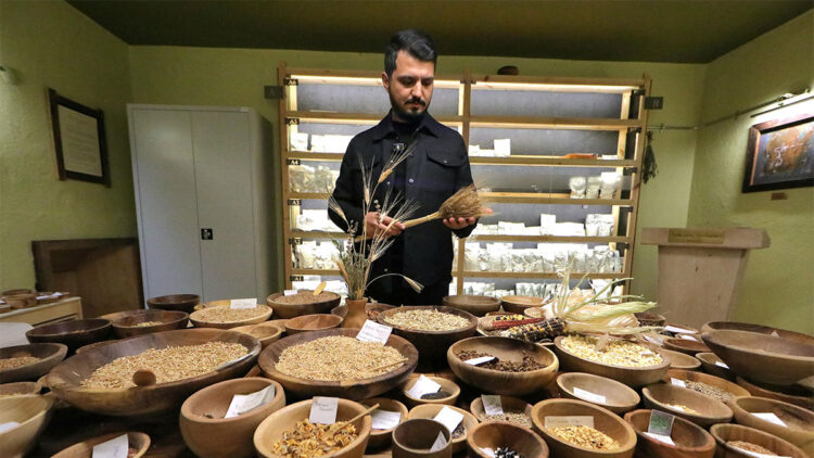 12 bin yıllık siyez buğdayının ekimi başladı