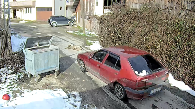 Üzerinden otomobil geçen köpek yürümeye başladı