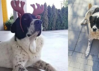 Veterinerlik fakültesi raporunda, 'Matmazel'in darbedildiği tespit edildi