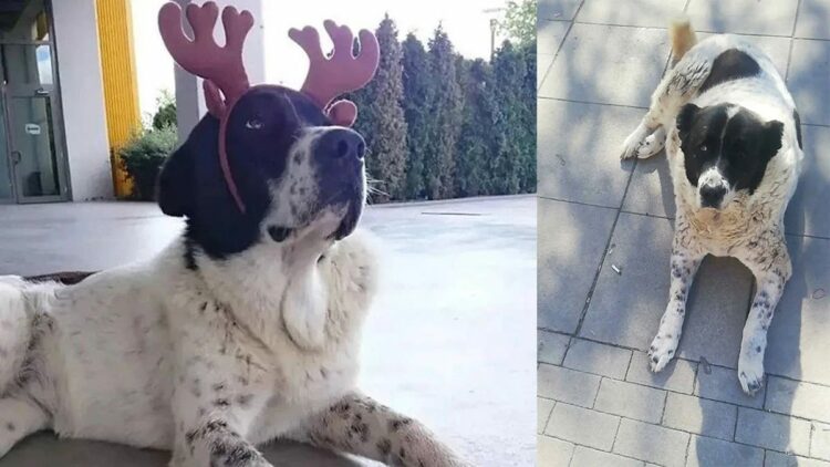 Veterinerlik fakültesi raporunda, 'Matmazel'in darbedildiği tespit edildi