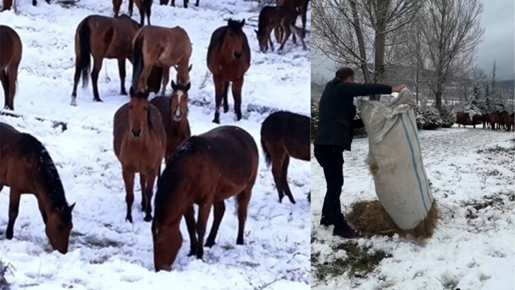 Yiyecek bulamayan yılkı atları kent merkezine indi