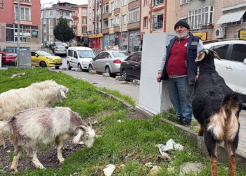 Yürüyüşe beraber çıktığı keçileri, ilçede ilgi odağı oldu