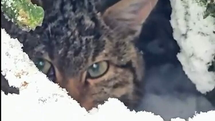 Yaban kedisi fotokapanla görüntülendi