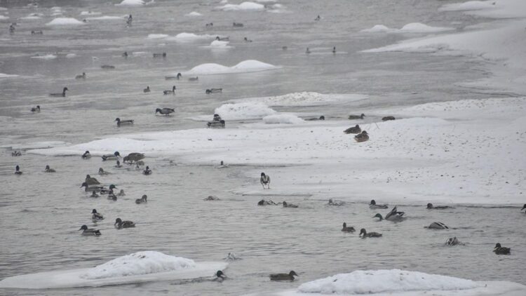 Yeşilbaş ördeklerin yüzeyi kısmen donan çayda yaşam mücadelesi