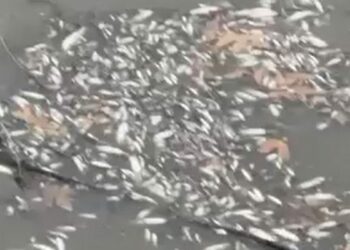 Yeşilırmak'ta balık ölümleri görüldü