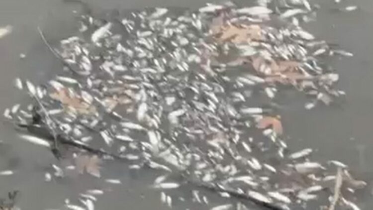 Yeşilırmak'ta balık ölümleri görüldü