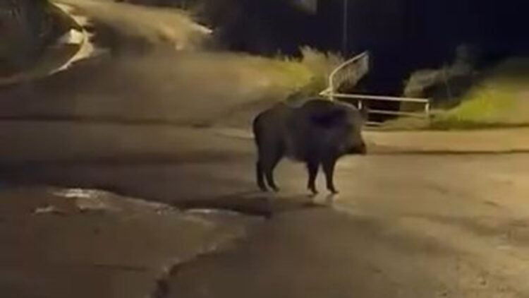 Zonguldak'ta aç kalan 3 yaban domuzu şehre indi