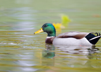 Mogan'ın ördekleri mi? Mamak'ın yürekleri mi? Bir başkent paradoksu