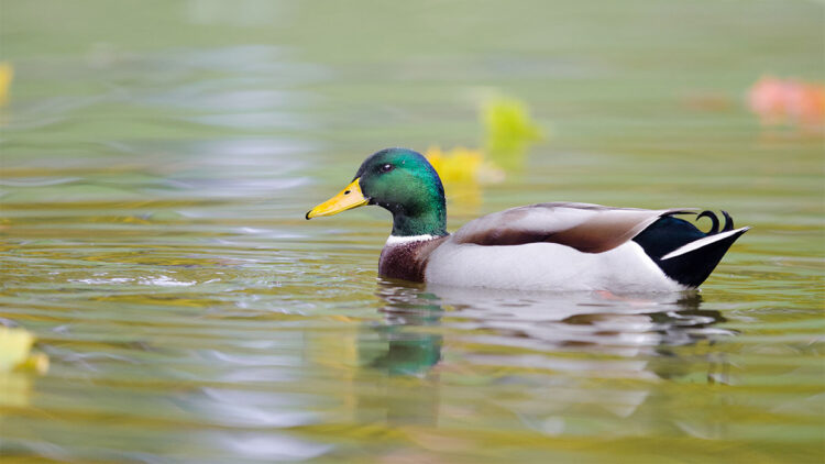 Mogan'ın ördekleri mi? Mamak'ın yürekleri mi? Bir başkent paradoksu