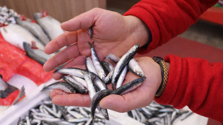 Hamsiler Gürcistan açıklarına göç etti