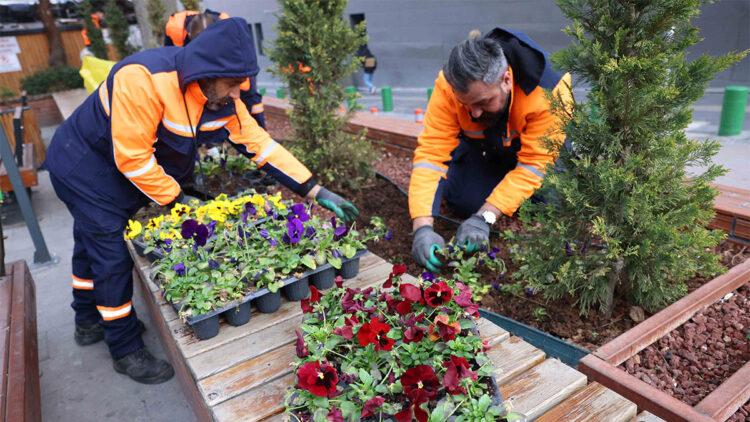 Çansera'da yetiştirilen kışlık çiçekler Kızılay’da toprakla buluştu