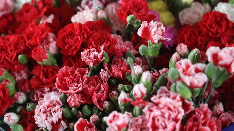 Antalya'da kesme çiçek üretiminde 14 Şubat hareketliliği