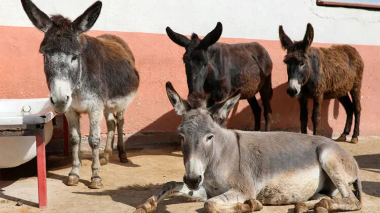 Türkiye'de tek tırnaklı hayvan varlığı azaldı