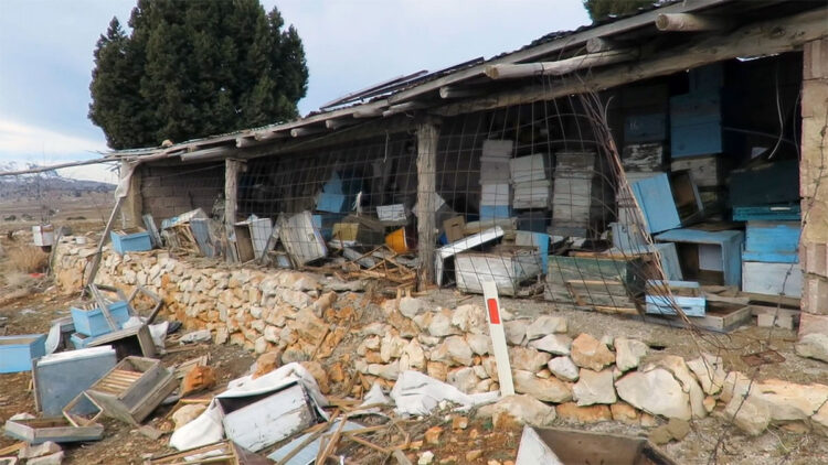 Tarihi 'hanay'lara giren ayı tüm balları yedi